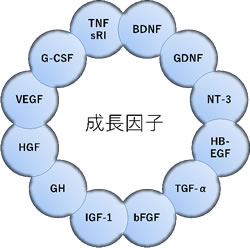 成長因子に含まれる成分の一例:HGF/肝細胞増殖因子,GDNF/グリア細胞由来神経栄養因子,G-CSF/顆粒球コロニー刺激因子,HB-EGF/ヘパリン結合性上皮成長因子,bFGF/塩基性線維芽細胞増殖因子,IGF-1/インスリン様成長因子1,GH/成長ホルモン,NT-3/神経栄養因子3,BDNF/脳由来神経栄養因子,VEGF/血管内皮細胞増殖因子,TGF-α/トランスフォーミング増殖α,TNFsRI/腫瘍壊死因子可溶性1型受容体